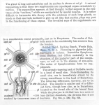 Nematode file-library of the Marine Biology Section (Ghent University, Belgium)