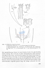 Belbolla asupplementata