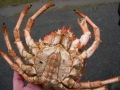 Crustacea (crustaceans)