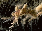 Nudibranchia