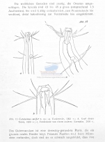 Calyptronema setifer