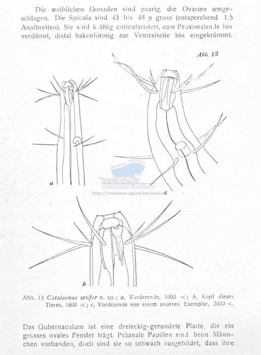 Calyptronema setifer