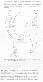 Calyptronema setifer