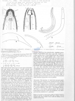 Calyptronema pulchrum