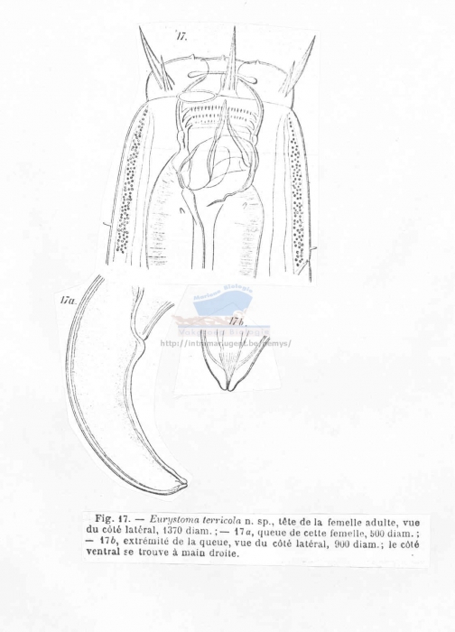 Eurystomina terricola