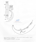 Eurystomina chilensis