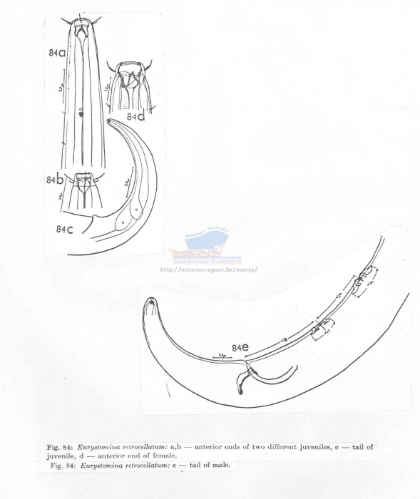 Eurystomina chilensis