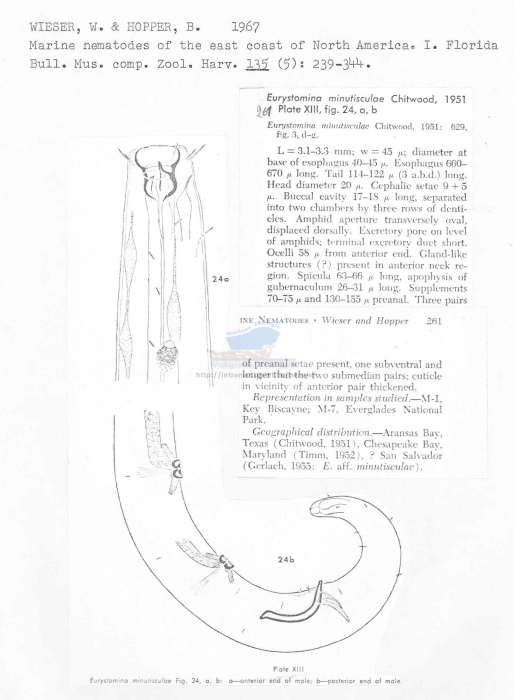 Eurystomina minutisculae