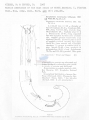 Nematoda (roundworms)