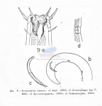 Eurystomina sawayai