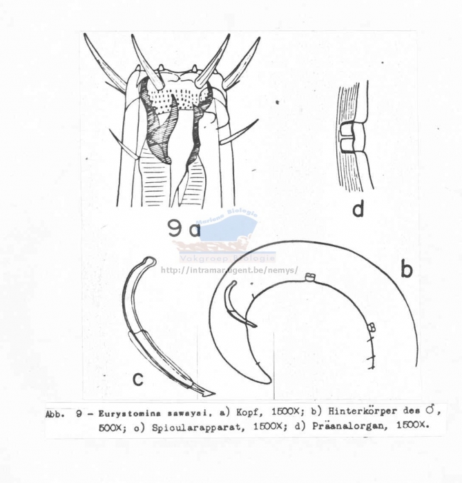 Eurystomina sawayai