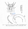 Nematoda (roundworms)