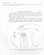 Pareurystomina scilloniensis