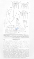 Nematoda (roundworms)