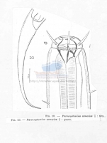 Pareurystomina armorica