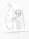 Pareurystomina armorica