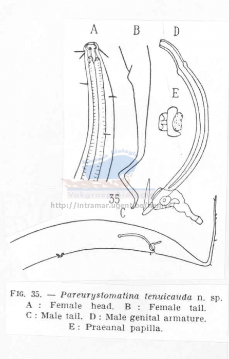 Pareurystomina tenuicauda