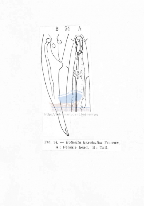 Polygastrophora hexabulba