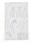 Nematode file-library of the Marine Biology Section (Ghent University, Belgium)
