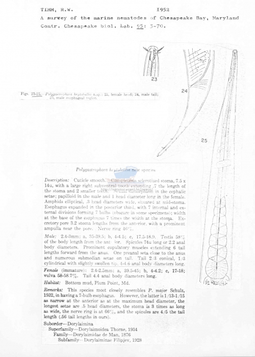 Polygastrophora heptabulba