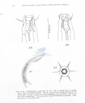 Polygastrophora omercooperi