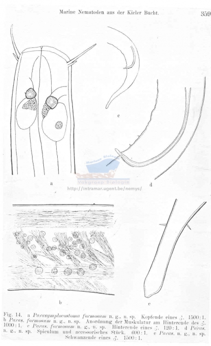 Symplocostoma tenuicolle