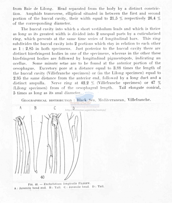 Symplocostoma tenuicolle