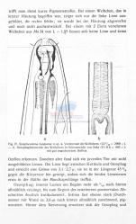 Symplocostoma bandaense