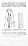 Symplocostoma bandaense