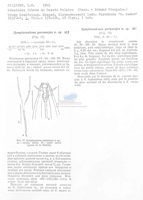 Symplocostoma paramajus