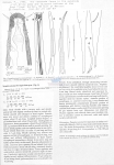 Nematode file-library of the Marine Biology Section (Ghent University, Belgium)