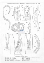 Bathylaimus australis