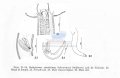 Nematoda (roundworms)