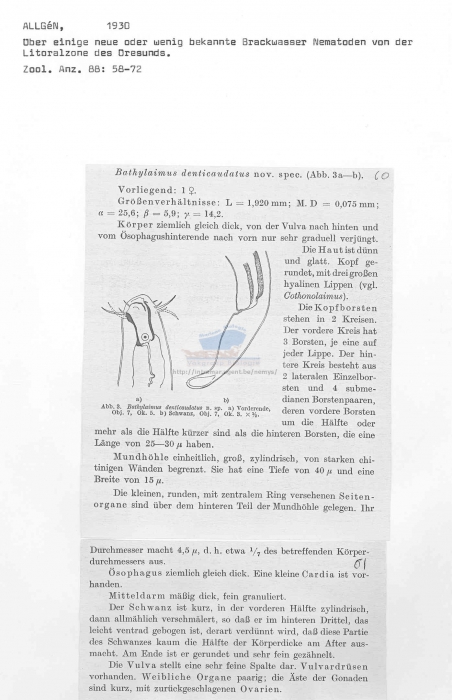 Bathylaimus denticaudatus