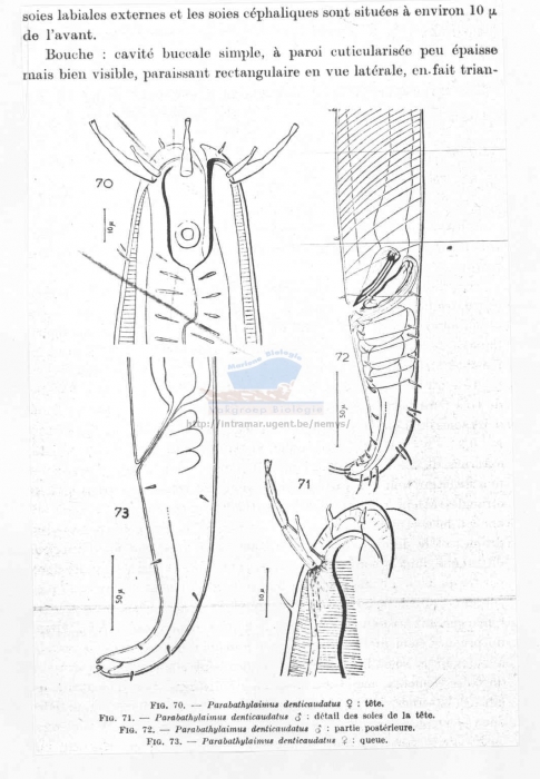 Bathylaimus denticaudatus