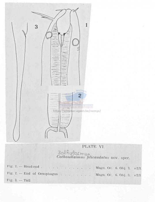 Bathylaimus filicaudatus