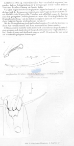 Bathylaimus filicaudatus