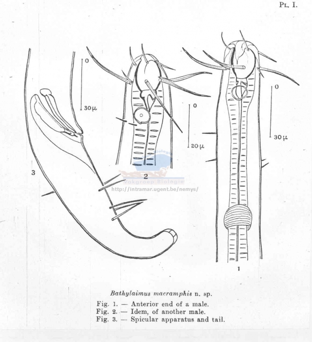 Bathylaimus macramphis