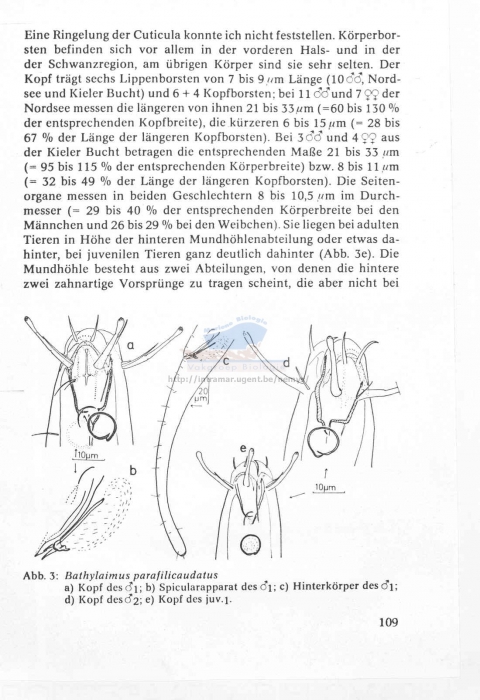 Bathylaimus parafilicaudatus