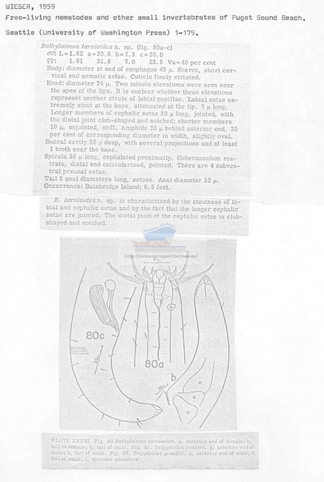 Bathylaimus tarsioides