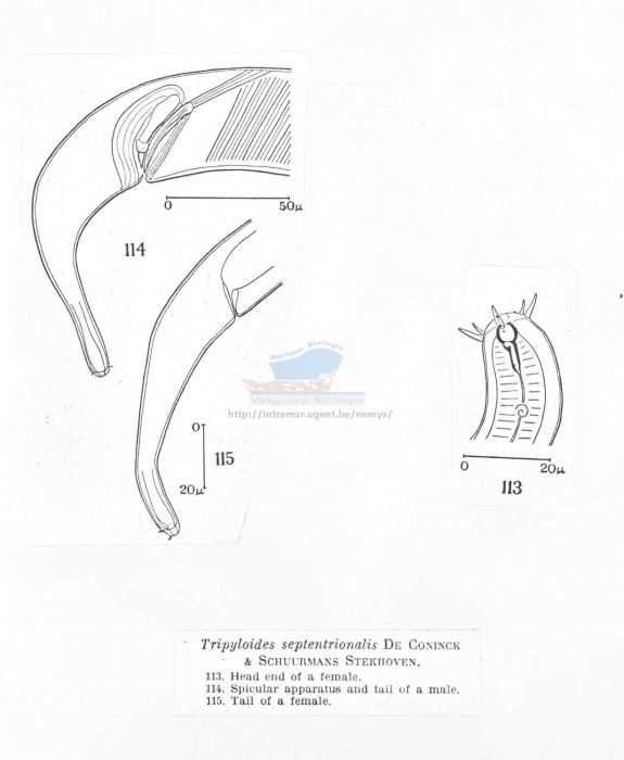 Tripyloides gracilis