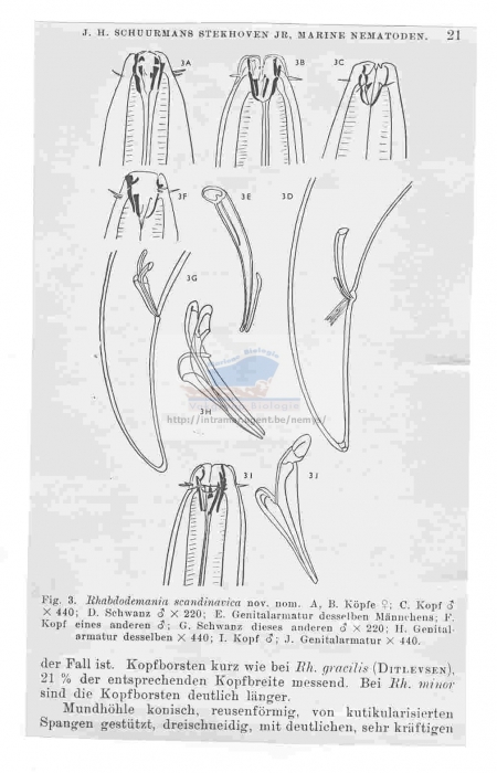 Rhabdodemania minor