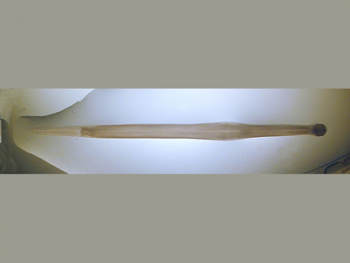 Sagitta elegans Verrill, 1873 Sagitta elegans Verrill, 1873
