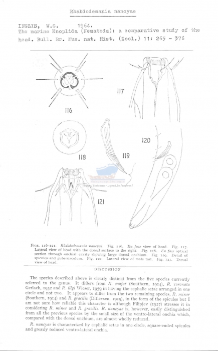 Rhabdodemania nancyae