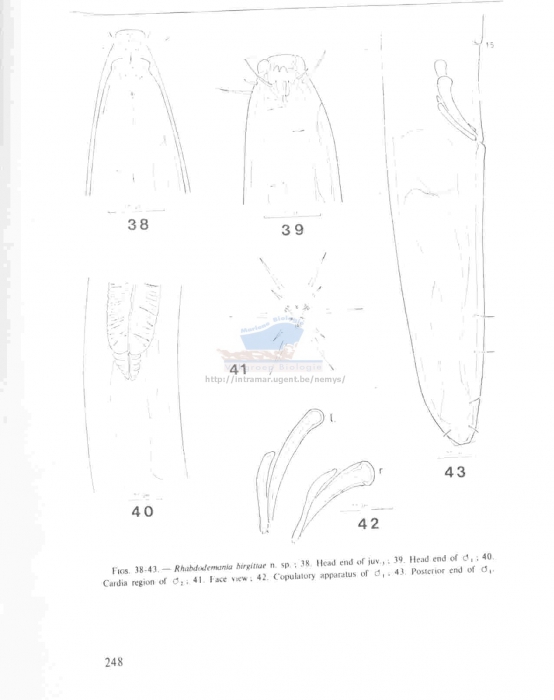 Rhabdodemania birgittae