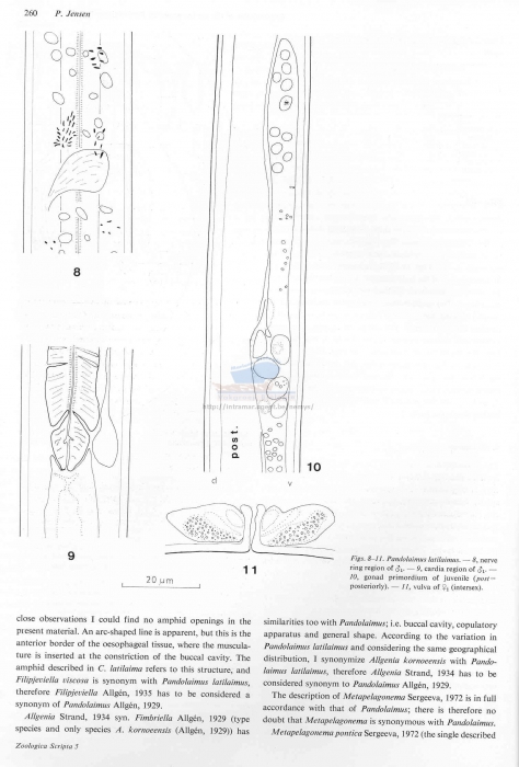 Pandolaimus latilaimus