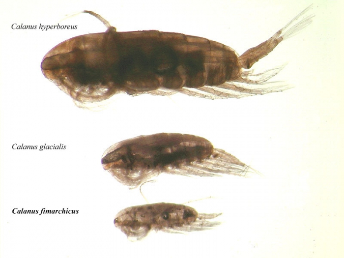 Calanus finmarchicus, Calanus glacialis and Calanus hyperboreus