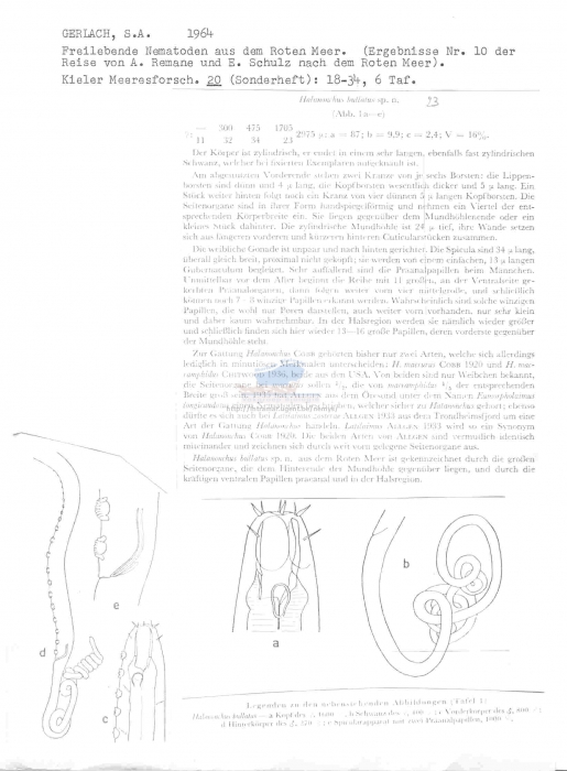 Halanonchus bullatus