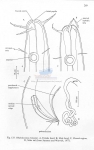 Rhabdocoma riemanni