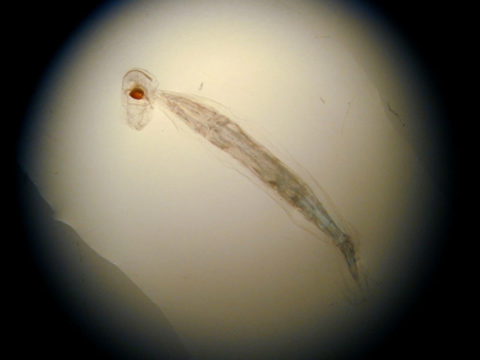 Oikopleura sp. Oikopleura sp.